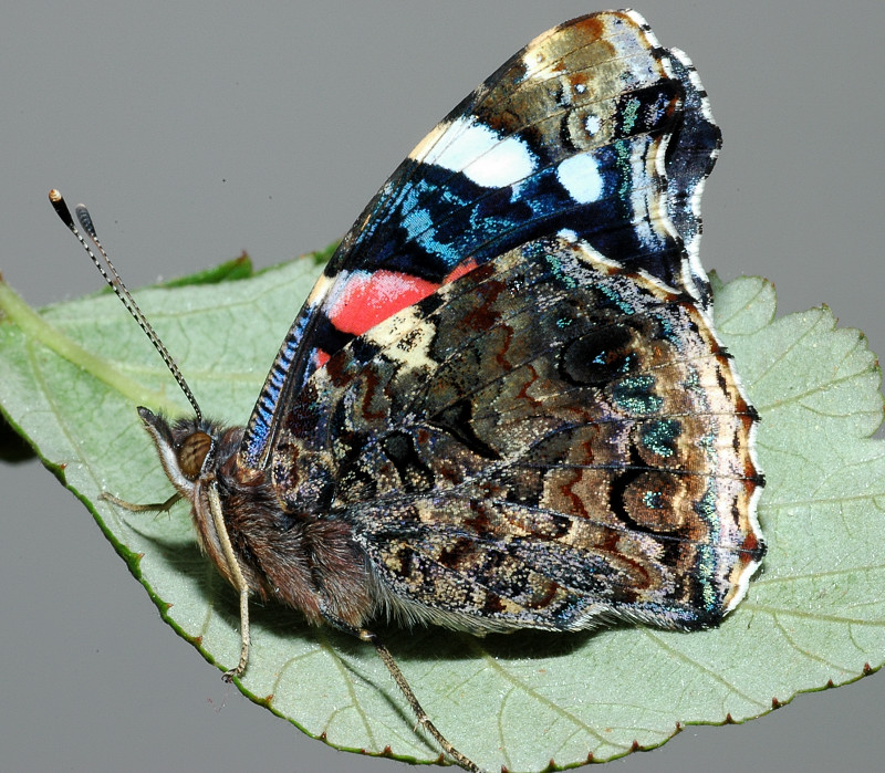 La Vanessa atalanta, la farfalla che supera l''inverno